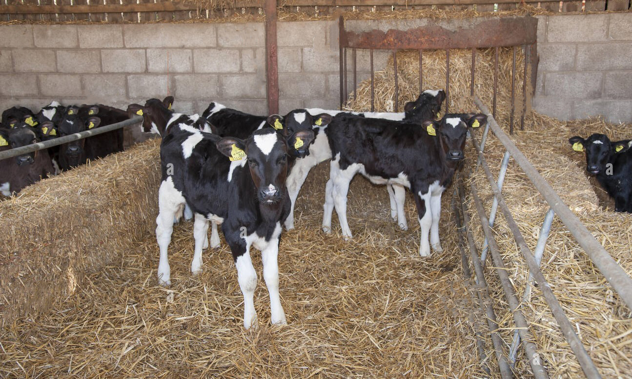 Prevenire e curare la salmonella nei vitelli