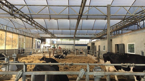 post parto vacche da latte