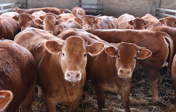 nutritional products to improve feed convertion index in beef cattle