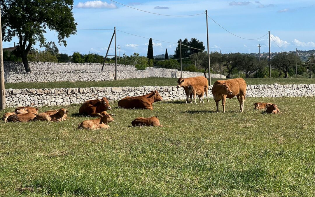 MEETING DELLA RAZZA LIMOUSINE presso l’azienda TENUTE D’AMBRUOSO a PUTIGNANO (BA)